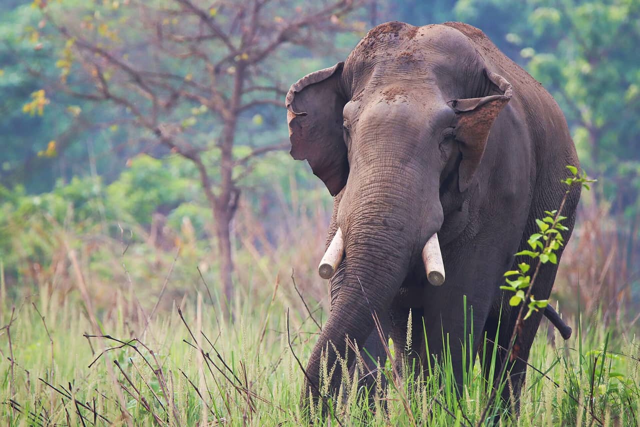 Chitwan Wildlife Tour — photo 2