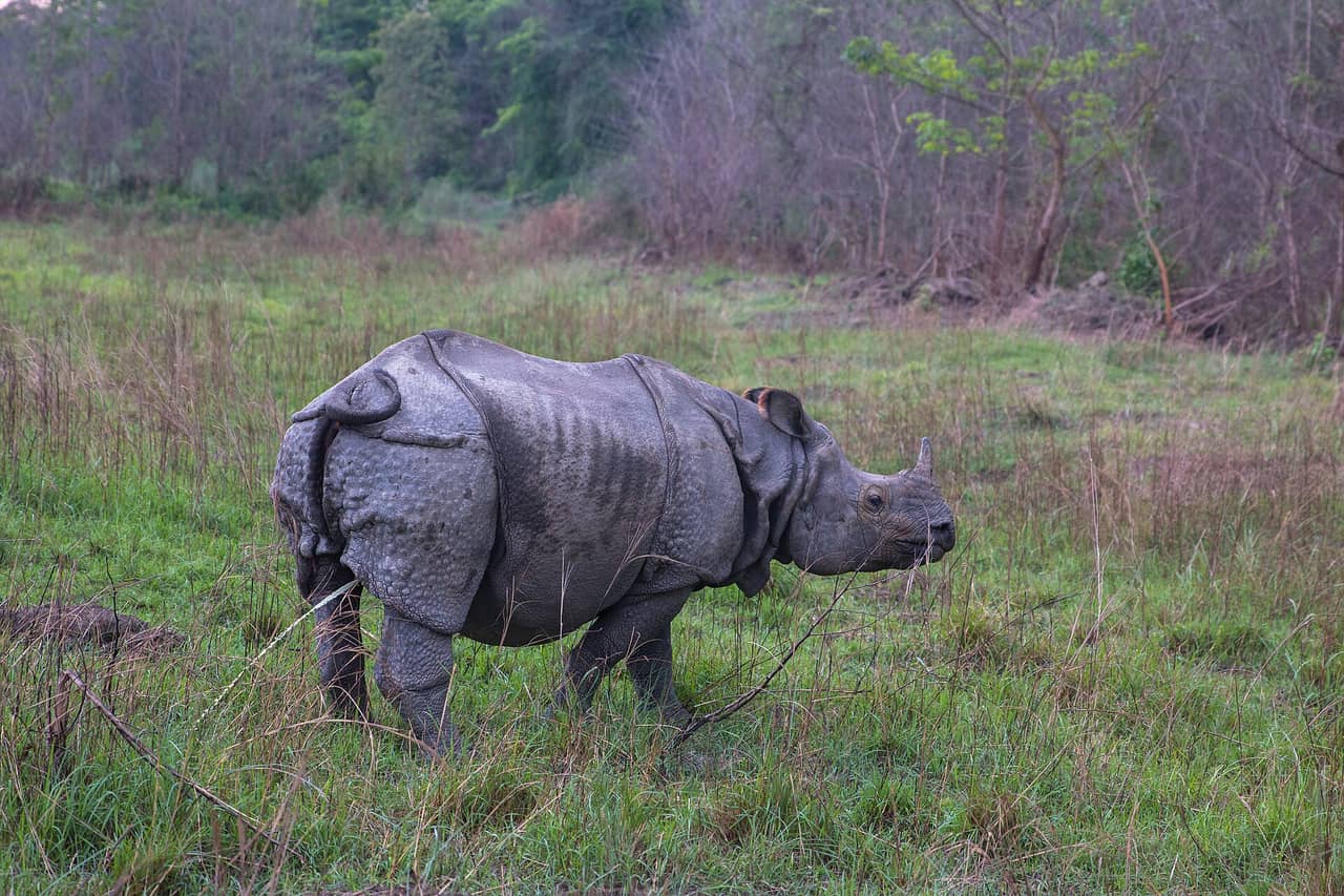 Chitwan Wildlife Tour